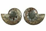 Cut & Polished, Agatized Ammonite Fossil - Madagascar #250380-1